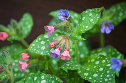 Fotografia da espécie Pulmonaria officinalis