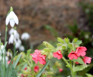 Fotografia da espécie Pulmonaria officinalis