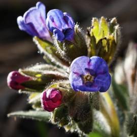 Fotografia da espécie Pulmonaria officinalis