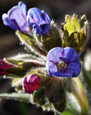 Fotografia 3 da espécie Pulmonaria officinalis no Jardim Botânico UTAD