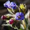 Fotografia 3 da espécie Pulmonaria officinalis do Jardim Botânico UTAD