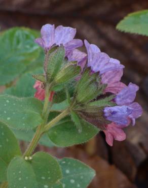 Fotografia 4 da espécie Pulmonaria officinalis no Jardim Botânico UTAD