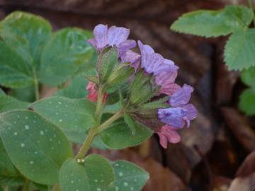 Fotografia da espécie Pulmonaria officinalis