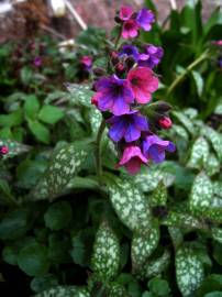 Fotografia da espécie Pulmonaria officinalis