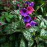 Fotografia 5 da espécie Pulmonaria officinalis do Jardim Botânico UTAD