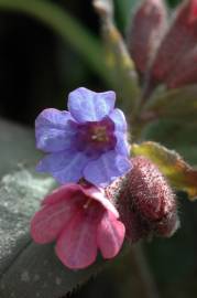 Fotografia da espécie Pulmonaria officinalis