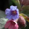 Fotografia 6 da espécie Pulmonaria officinalis do Jardim Botânico UTAD