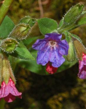 Fotografia 7 da espécie Pulmonaria officinalis no Jardim Botânico UTAD