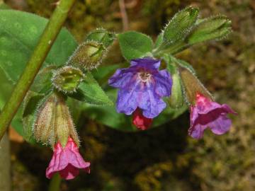 Fotografia da espécie Pulmonaria officinalis