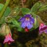 Fotografia 7 da espécie Pulmonaria officinalis do Jardim Botânico UTAD