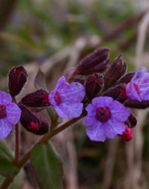 Fotografia 8 da espécie Pulmonaria officinalis no Jardim Botânico UTAD