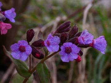 Fotografia da espécie Pulmonaria officinalis