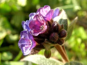 Fotografia da espécie Pulmonaria officinalis