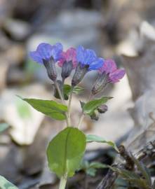 Fotografia da espécie Pulmonaria officinalis