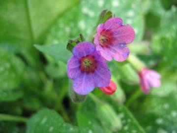 Fotografia da espécie Pulmonaria officinalis