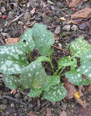 Fotografia 12 da espécie Pulmonaria officinalis no Jardim Botânico UTAD