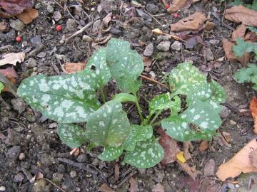 Fotografia da espécie Pulmonaria officinalis