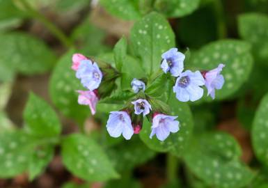 Fotografia da espécie Pulmonaria officinalis