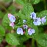 Fotografia 13 da espécie Pulmonaria officinalis do Jardim Botânico UTAD