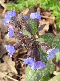 Fotografia da espécie Pulmonaria officinalis