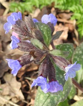 Fotografia 14 da espécie Pulmonaria officinalis no Jardim Botânico UTAD