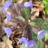 Fotografia 14 da espécie Pulmonaria officinalis do Jardim Botânico UTAD