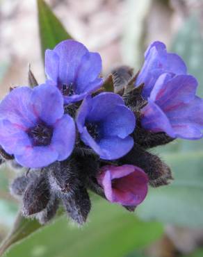 Fotografia 15 da espécie Pulmonaria officinalis no Jardim Botânico UTAD