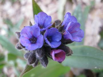 Fotografia da espécie Pulmonaria officinalis