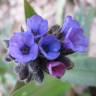 Fotografia 15 da espécie Pulmonaria officinalis do Jardim Botânico UTAD