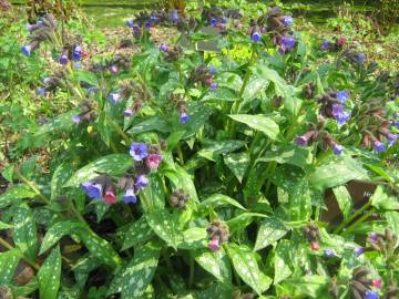 Fotografia da espécie Pulmonaria officinalis