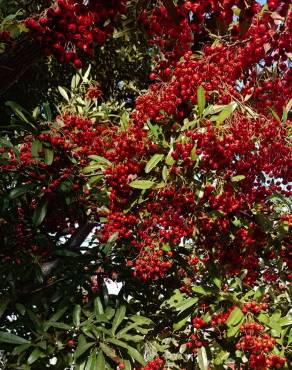 Fotografia 7 da espécie Pyracantha coccinea no Jardim Botânico UTAD