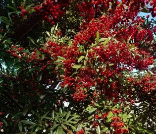 Fotografia da espécie Pyracantha coccinea