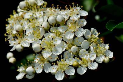 Fotografia da espécie Pyracantha coccinea