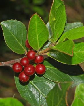 Fotografia 10 da espécie Rhamnus alaternus no Jardim Botânico UTAD