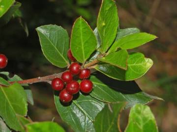 Fotografia da espécie Rhamnus alaternus