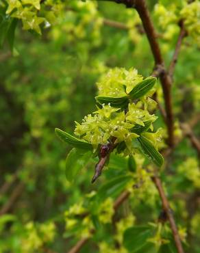 Fotografia 11 da espécie Rhamnus alaternus no Jardim Botânico UTAD