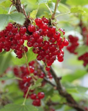 Fotografia 5 da espécie Ribes rubrum no Jardim Botânico UTAD