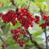 Fotografia 5 da espécie Ribes rubrum do Jardim Botânico UTAD