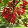 Fotografia 6 da espécie Ribes rubrum do Jardim Botânico UTAD