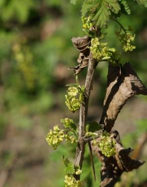 Fotografia 7 da espécie Ribes rubrum no Jardim Botânico UTAD