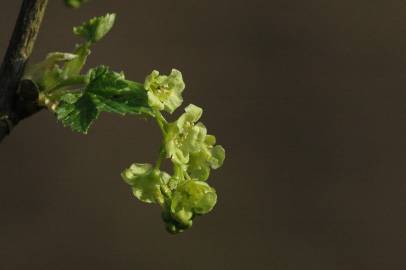 Fotografia da espécie Ribes rubrum