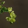 Fotografia 8 da espécie Ribes rubrum do Jardim Botânico UTAD