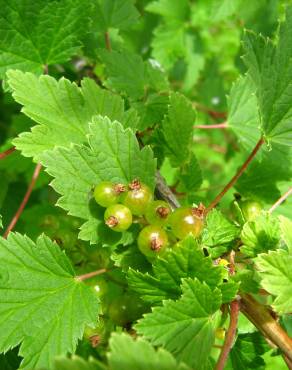 Fotografia 9 da espécie Ribes rubrum no Jardim Botânico UTAD