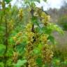 Fotografia 1 da espécie Ribes rubrum do Jardim Botânico UTAD