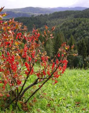 Fotografia 10 da espécie Ribes rubrum no Jardim Botânico UTAD