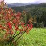 Fotografia 10 da espécie Ribes rubrum do Jardim Botânico UTAD