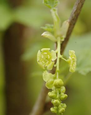 Fotografia 12 da espécie Ribes rubrum no Jardim Botânico UTAD