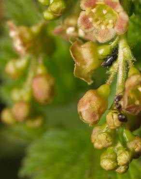 Fotografia 13 da espécie Ribes rubrum no Jardim Botânico UTAD