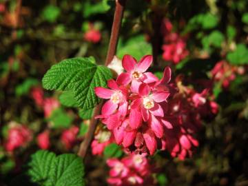 Fotografia da espécie Ribes sanguineum