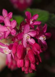 Fotografia da espécie Ribes sanguineum